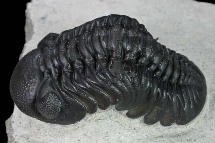 Nice, Austerops Trilobite - Visible Eye Facets #165899